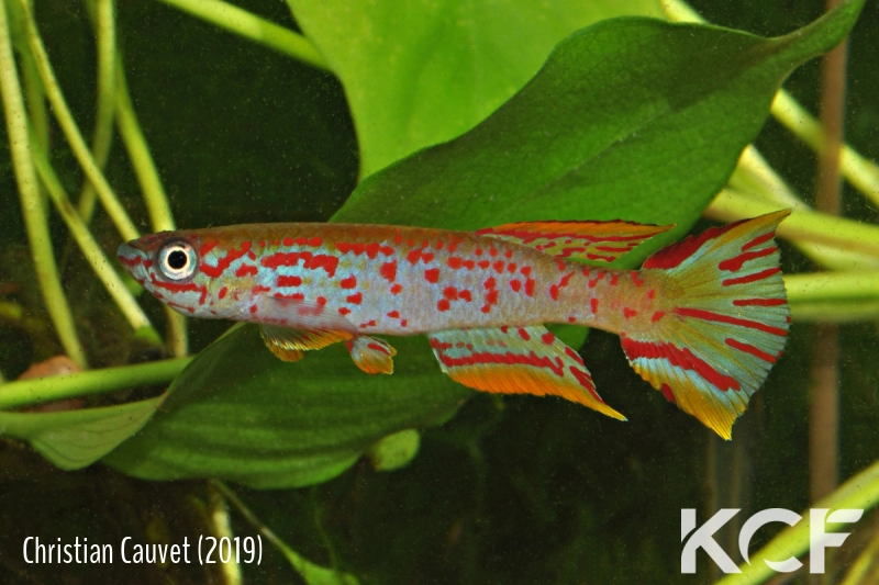 Aphyosemion jeanhuberi Issiengui COFE 10-03 male adulte 
