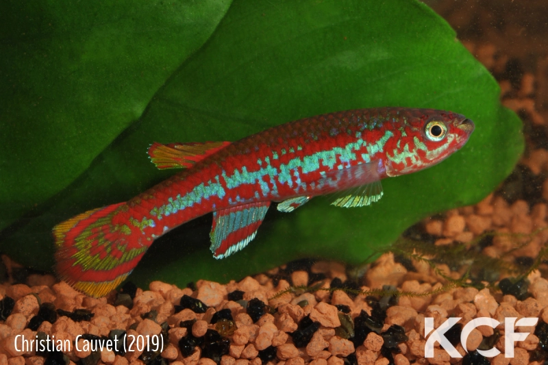 Aphyosemion exigoideum Mandilou GEM 06-06 male adulte 