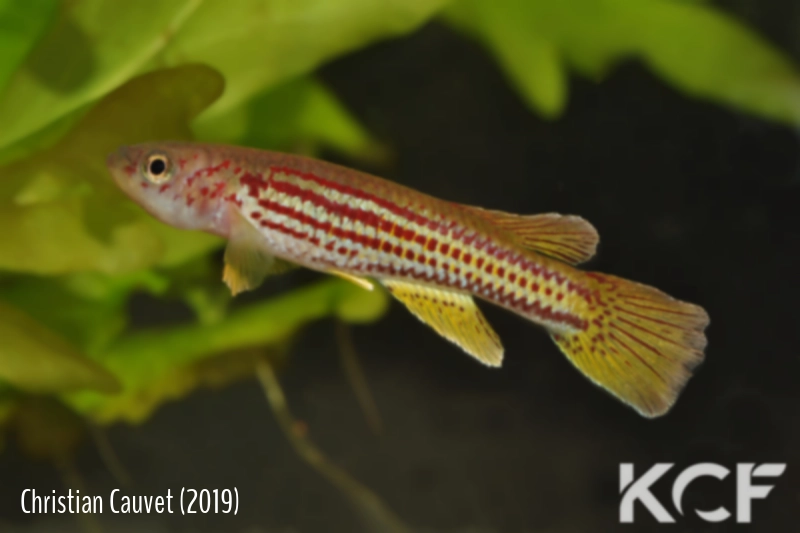 Aphyosemion hofmanni GBG 93-17 male adulte 