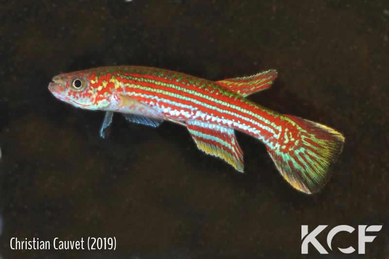 Aphyosemion raddai Matomb-Koktom JVC 13-20 male adulte 