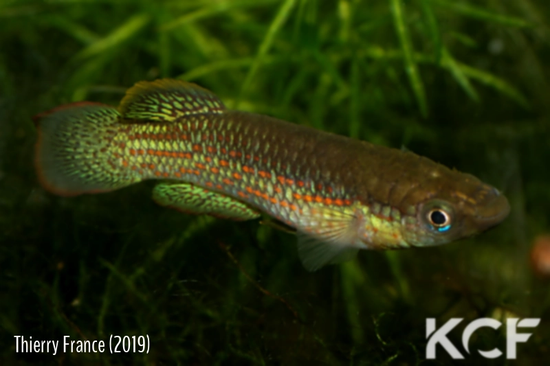 Pachypanchax playfairii  male adulte 