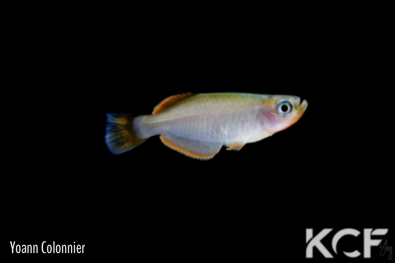 Hylopanchax sp. Aboumi GACOCC 19-42 male adulte 