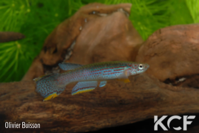 Aphyosemion lividum Ntoumba ABC 06-94 male adulte 