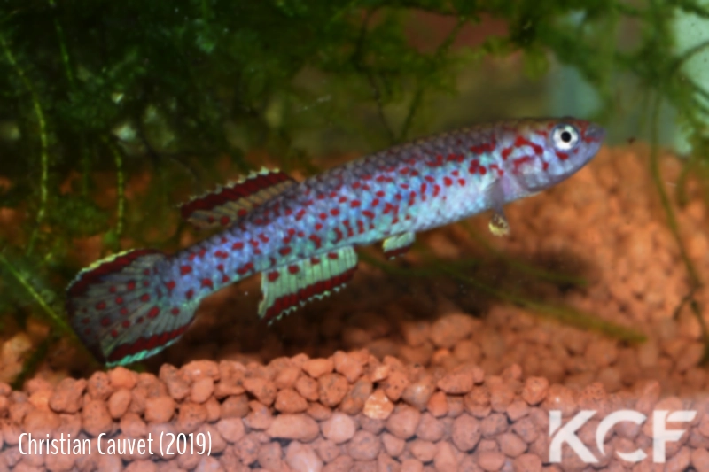 Scriptaphyosemion bertholdi Victoria SL 93-51 male adulte 