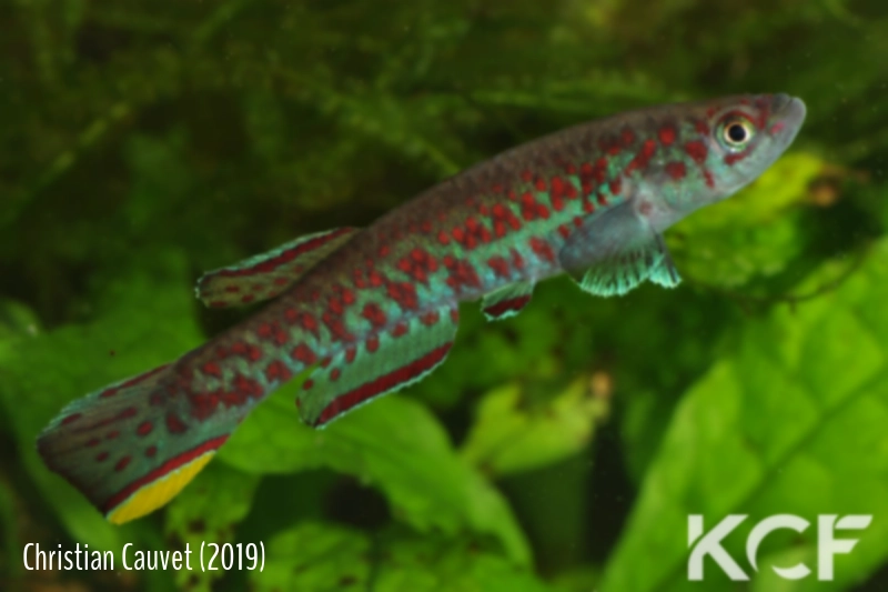 Scriptaphyosemion chaytori Masankori SLCD 84-22 male adulte 