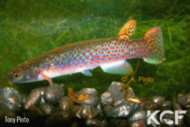 Anablepsoides urophthalmus  male adulte 