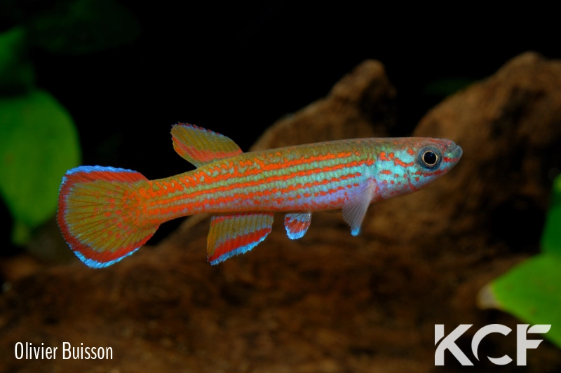 Aphyosemion primigenium Piste de Moabi GLC12 male adulte 