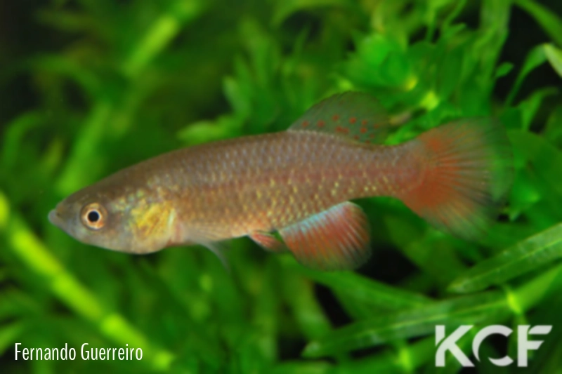 Austrofundulus transilis Near cemetary of Papelon VGV 11-06 male adulte 