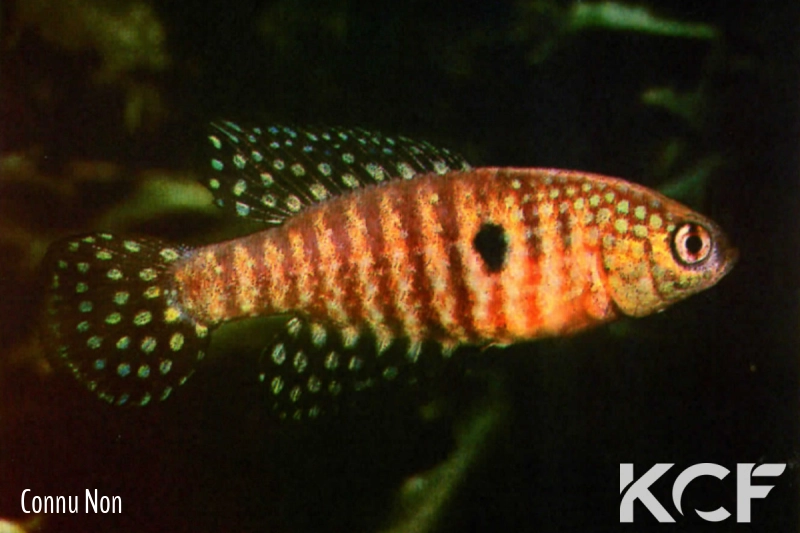 Hypsolebias similis  male adulte 