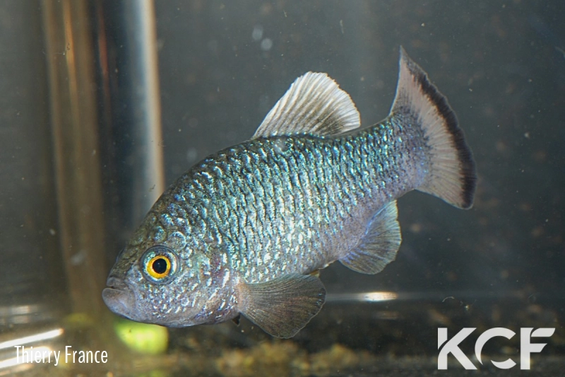 Cyprinodon veronicae  male adulte 