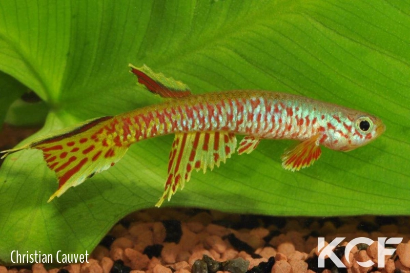 Aphyosemion pseudoelegans Boende 2002 male adulte 