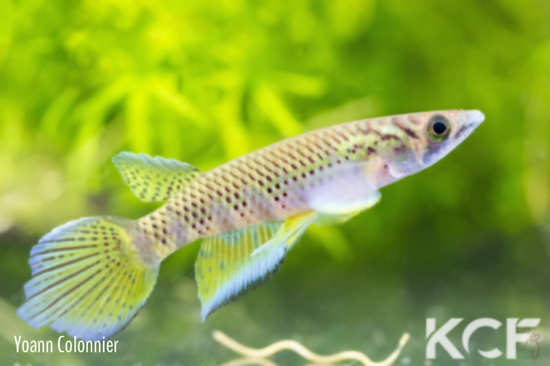 Epiplatys togolensis Afanji BCP 18-13 male adulte 