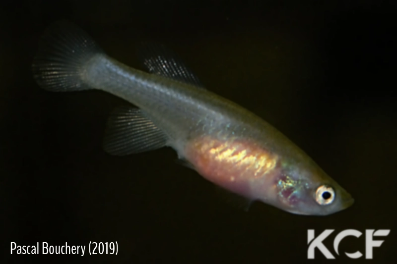 Nothobranchius sagittae Isenye TZN 19-14 femelle sub adulte 