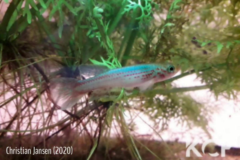 Aphyosemion aff. cameronense PT3 Meyos III VAB 16-13 male adulte 