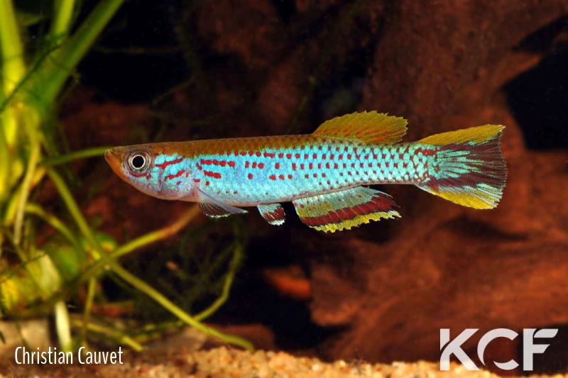 Aphyosemion etsamense GLC19 Song male adulte 