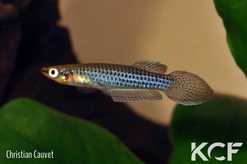 Aphyoplatys duboisi Congo CI 14 male adulte 