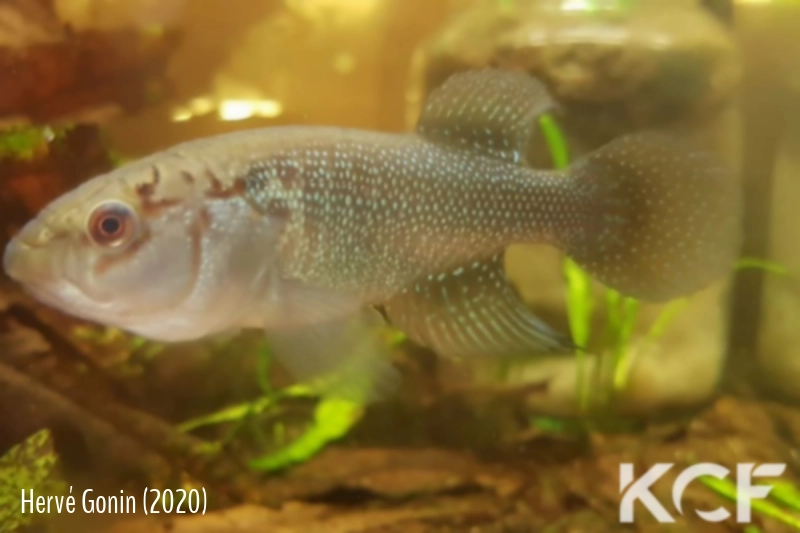Cynolebias parietalis Verdelandia male sub adulte 