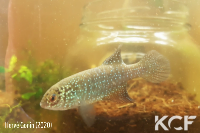 Cynolebias ochraceus Bom Jesus Da Lapa male sub adulte 