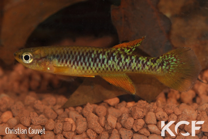 Aphyosemion schluppi Zanaga FCCO 13-03 male adulte 