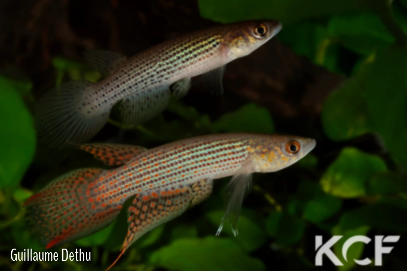 Moema sp. 2 ABPV 13-03 couple adulte 