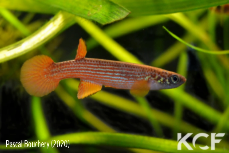 Anablepsoides rubrolineatus Leticia AM 12-09 male adulte 