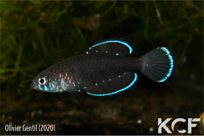 Spectrolebias costai Formoso do Araguaia B 03 male adulte 