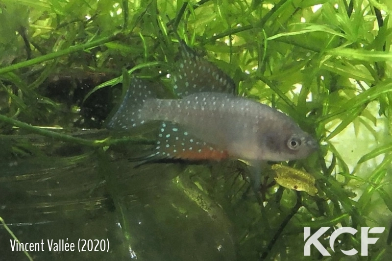 Hypsolebias coamazonicus between Pirangi and Araioses, municipio de Araioses, Brasil male sub adulte 