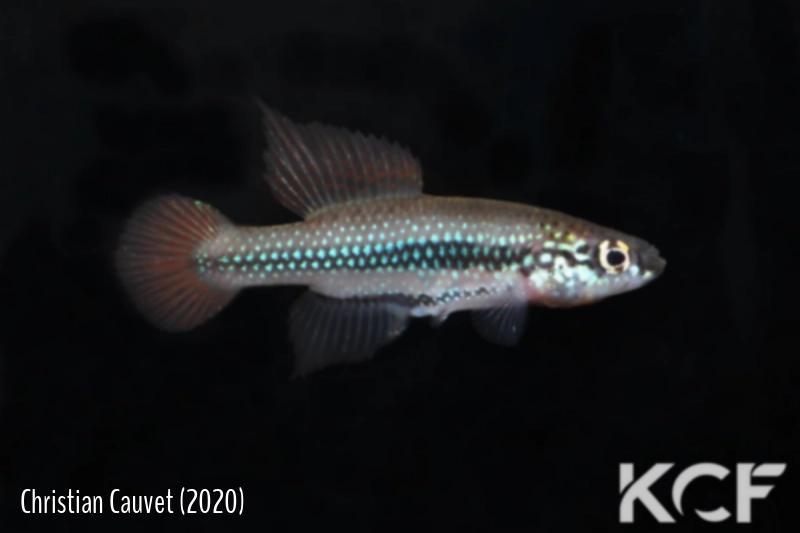 Cynopoecilus fulgens UFRGS Osorio 17 male adulte 