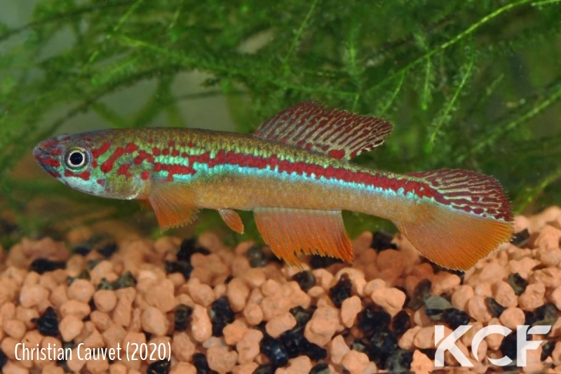 Fundulopanchax avichang Tubo GEMGV 12-02 male adulte 