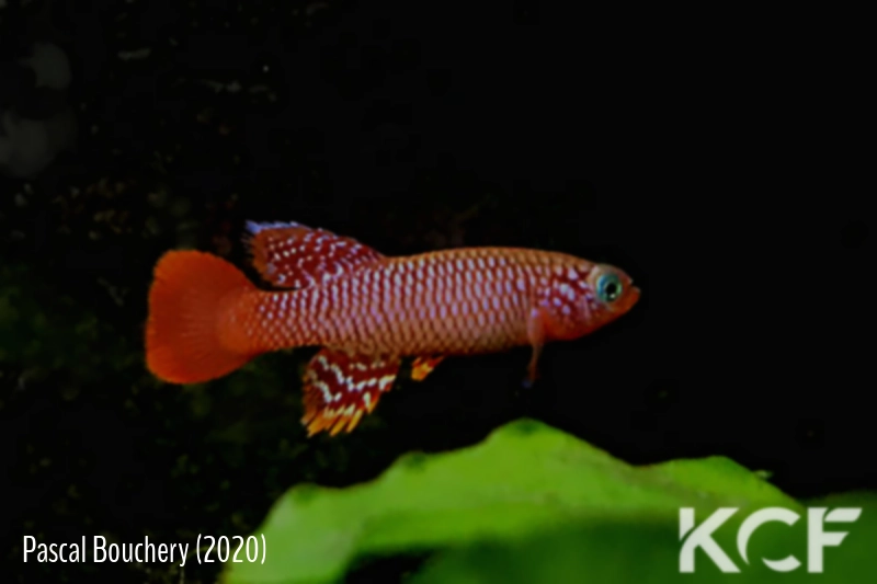 Nothobranchius flammicomantis Mwakanga FTZ 10-21 male adulte 