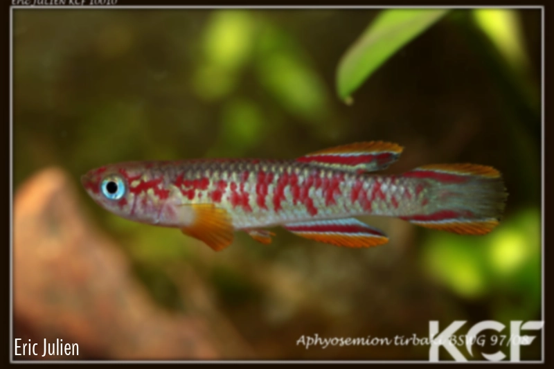 Aphyosemion tirbaki Tsotandzala BSWG 97-08 male adulte 