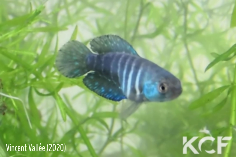 Austrolebias gymnoventris Salamanca male sub adulte 