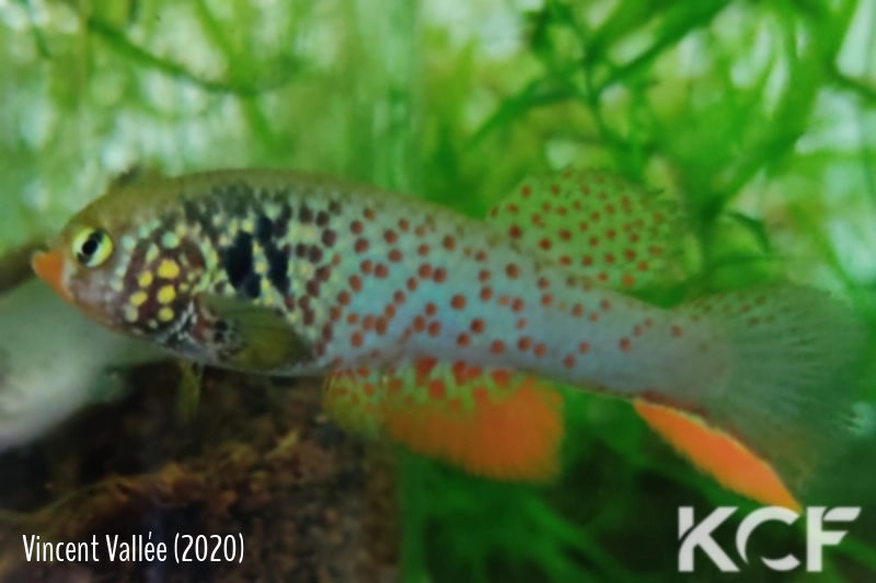 Rachovia pyropunctata Bachaquero VGV 11-10 male adulte 