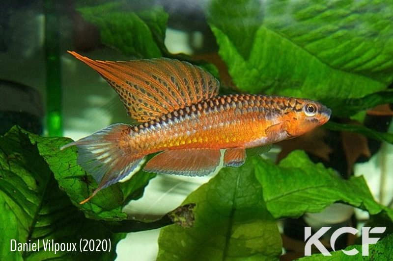 Aphyo. Chromaphyosemion aurantiacum Wézé GLC 14 male adulte 