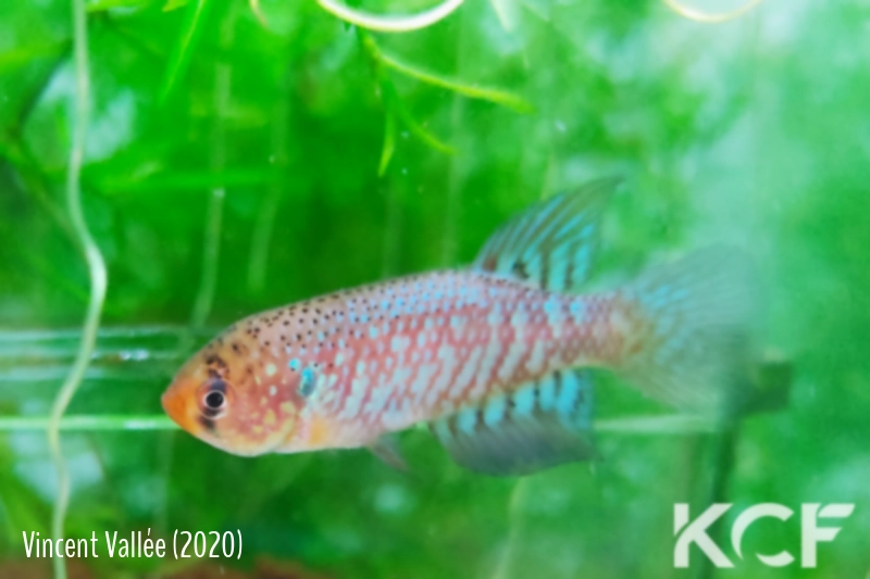 Papiliolebias habluetzeli Trinidad BP 19-06 male adulte 