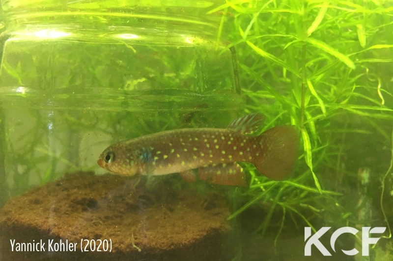 Pituna xinguensis Sao Félix do Xingu male adulte 