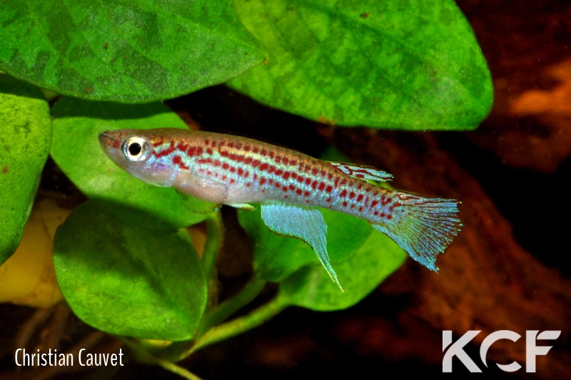 Fenerbahce formosus RC 15-01 Ebou male adulte 