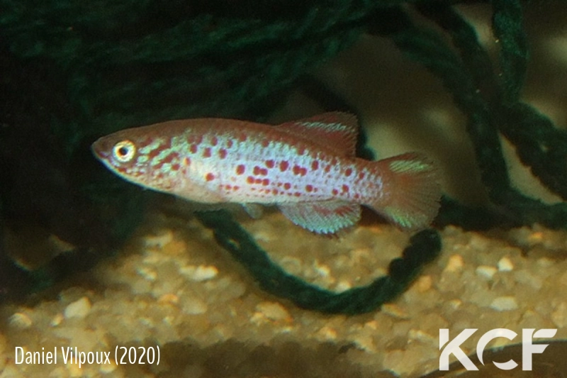 Pronothobranchius seymouri WAC 18-KE male adulte 