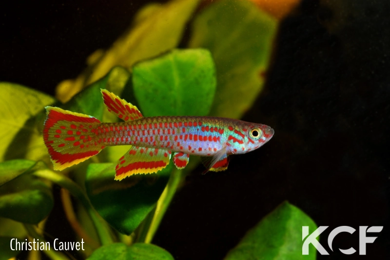 Aphyosemion lefiniense CLC19 Mbouambé male adulte 
