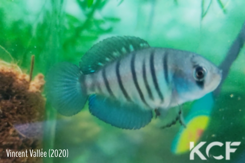 Austrolebias minuano SJN SEC 17-12 male adulte 