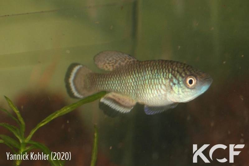 Nothobranchius angelae Mabondeni TAN 19-07 male adulte 