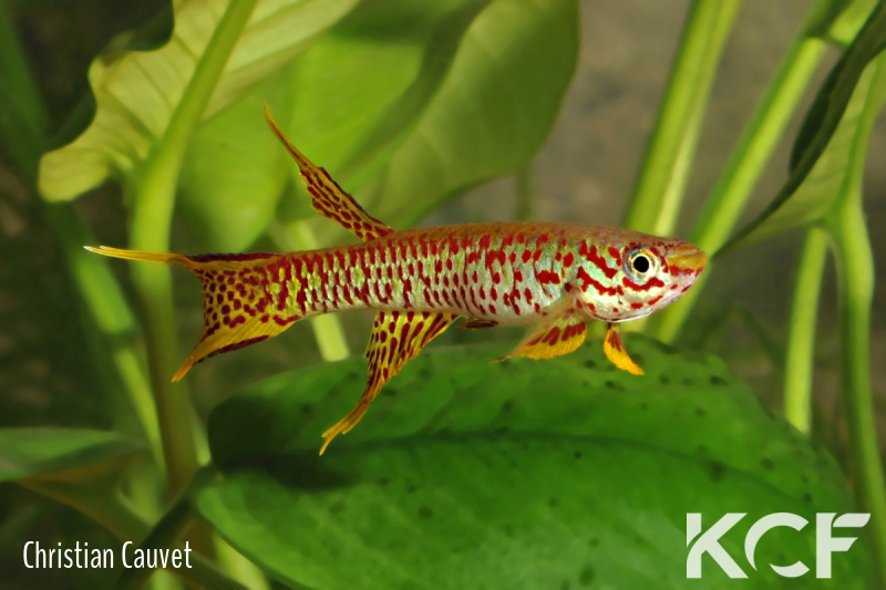 Aphyosemion elegans Mbandaka CI 2014 male adulte 