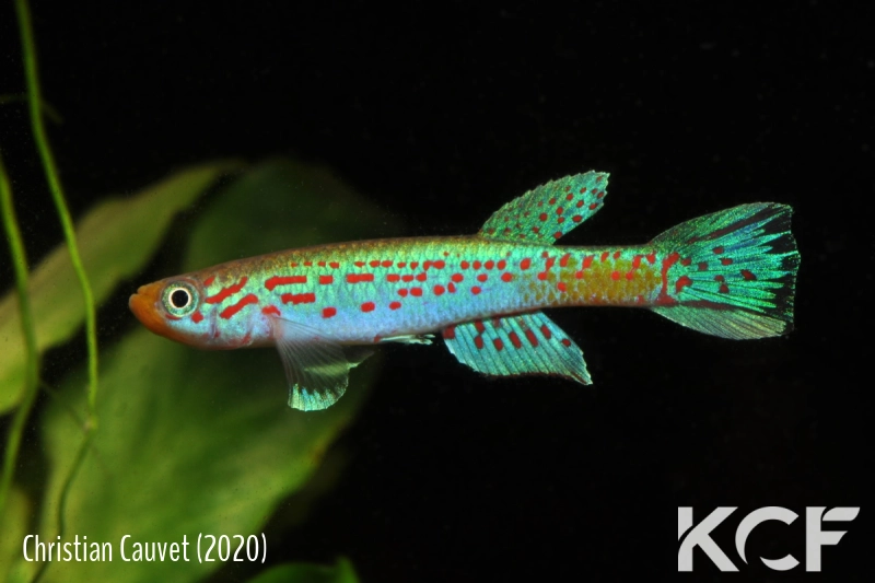 Aphyosemion halleri Ambam AP 13-533 male adulte 