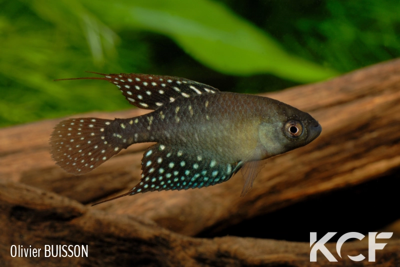 Spectrolebias brousseaui BFB 12-08 male adulte 