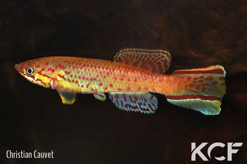 Callopanchax monroviae Paynesville L97 Rouge male adulte 