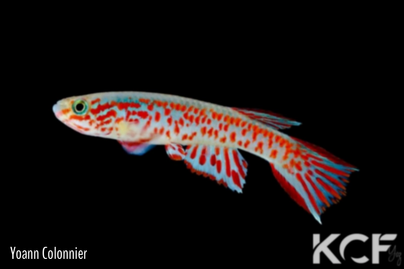 Aphyosemion lamberti Aboumi GACOCC 19-42 male adulte 