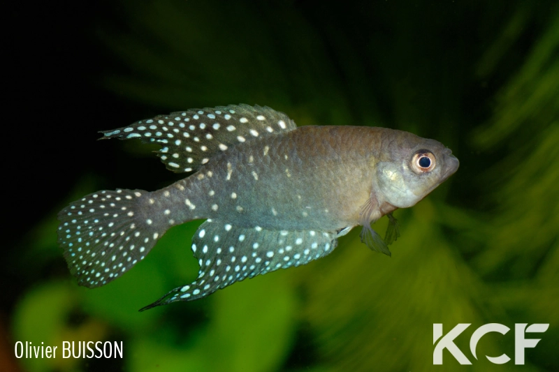 Spectrolebias brousseaui BFB 12-08 male adulte 