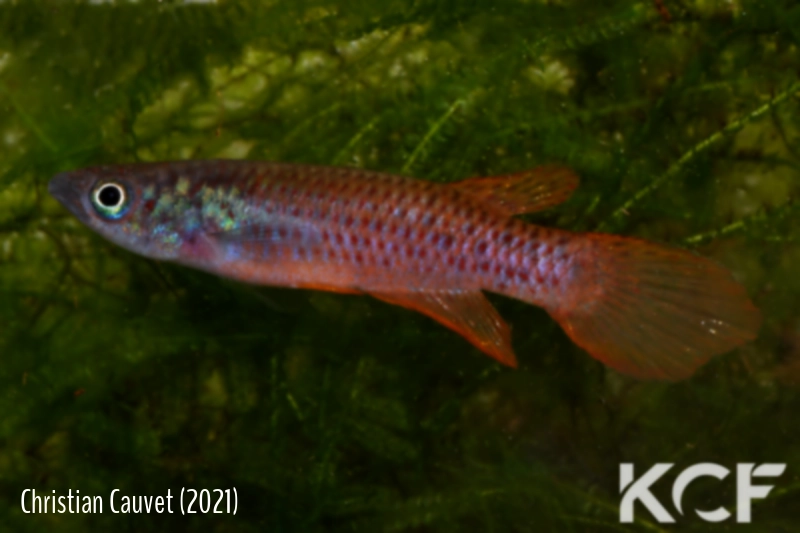 Epiplatys cashneri  male adulte 