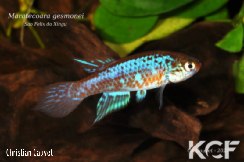 Maratecoara gesmonei Sao Félix do Xingu male adulte 