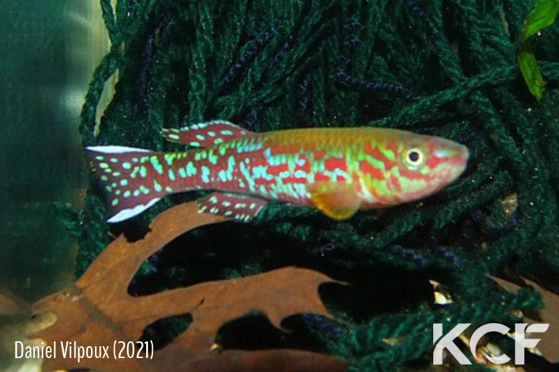 Fundulopanchax mirabilis mirabilis Nchemba ADL 13-30 male adulte 